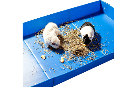 Guinea Pig Tray