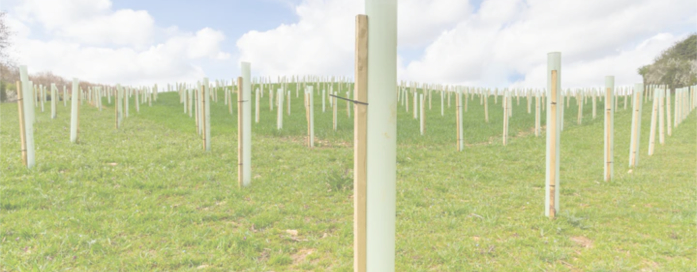 fluted polypropylene tree tubes for greenhouse and indoor farming